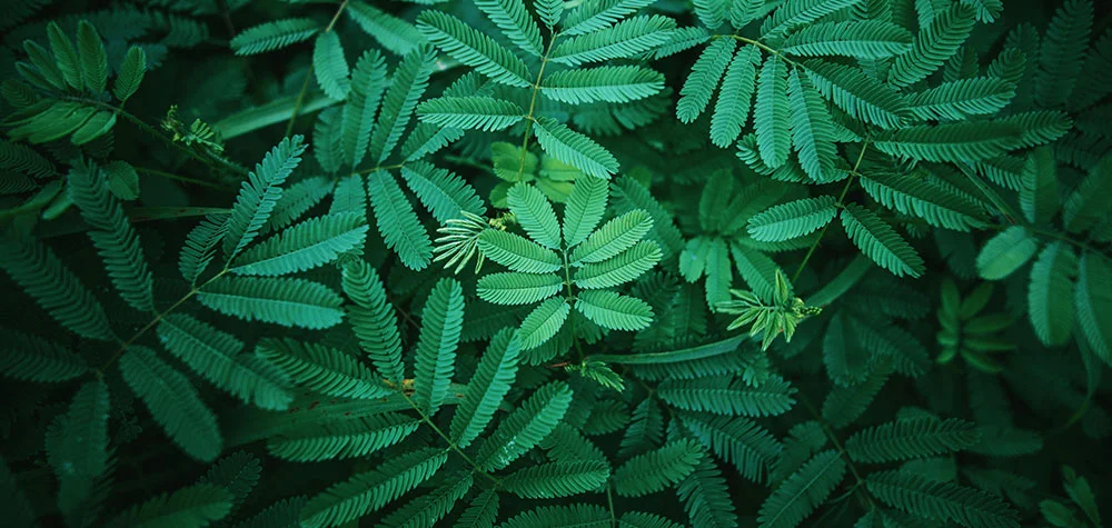 Eco-friendly manufacturing and packaging solutions by Attur International